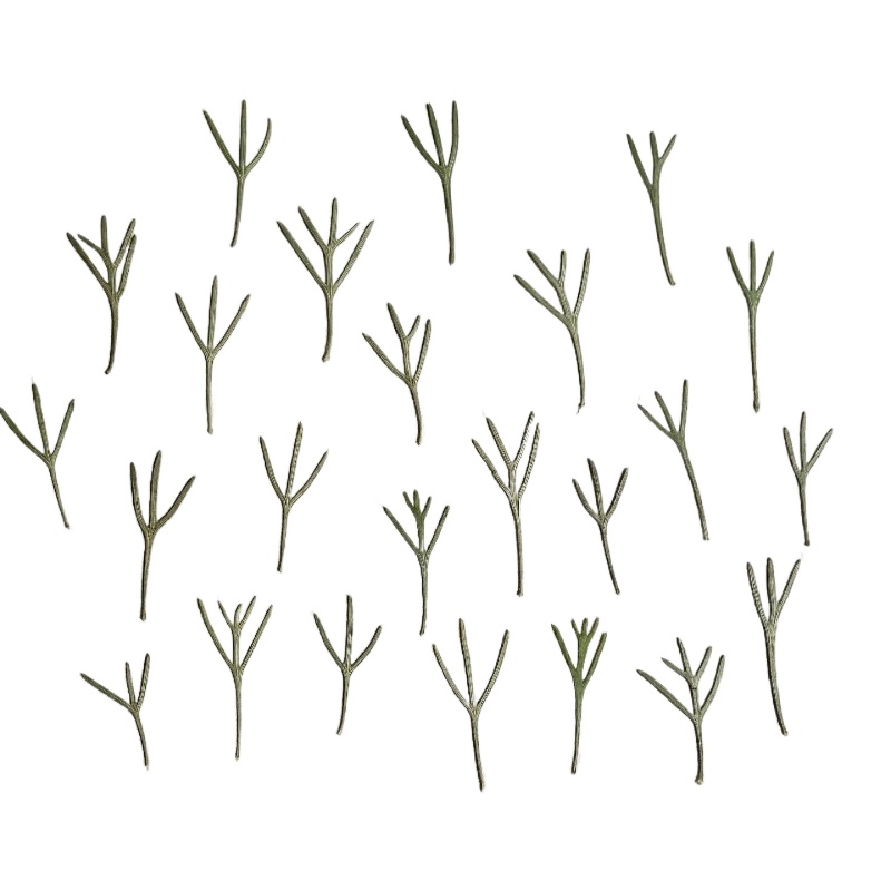 24pcs,Real Pressed Achillea Le - Resin Art Supplies review and price